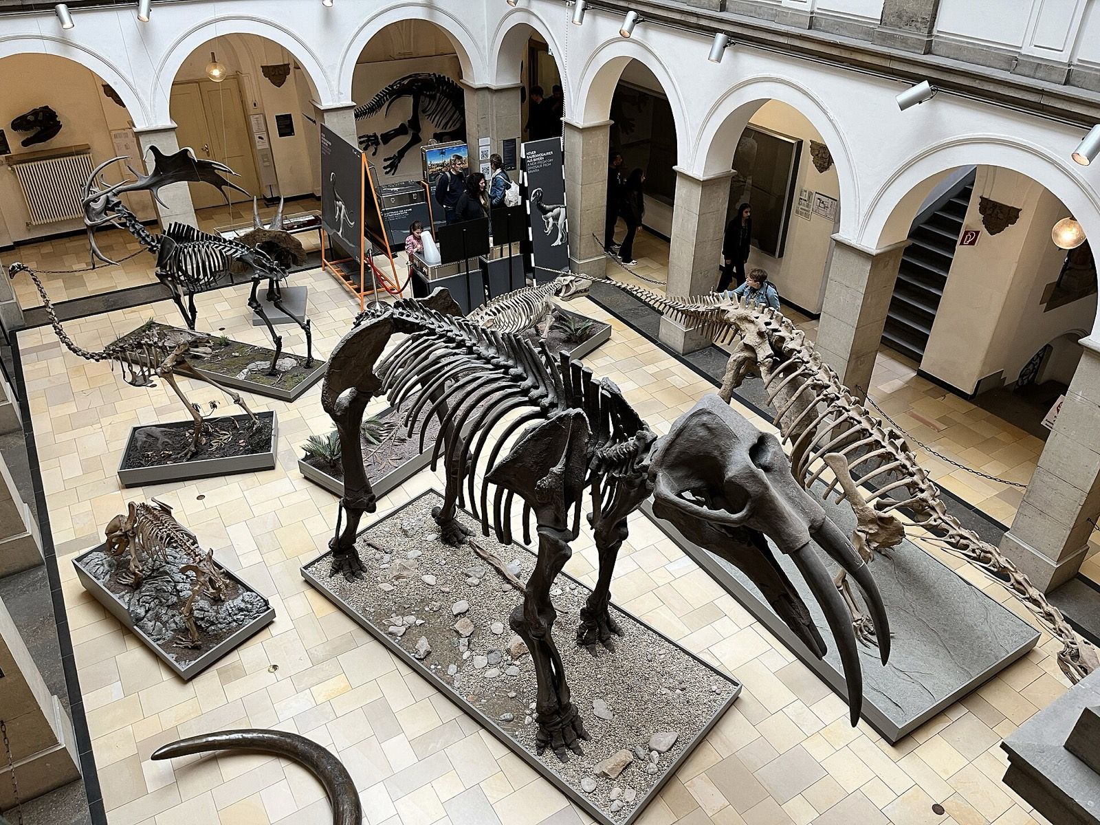 Palaeontological Museum, Munich, atrakcja w pobliżu dworca München Hauptbahnhof